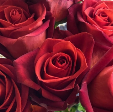 Rosa climb. 'Valentine's Day' ™ PPAF (red)