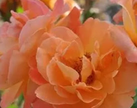 Rosa climb. 'Tangerine Skies' ™ Arborose® PPAF (orange)