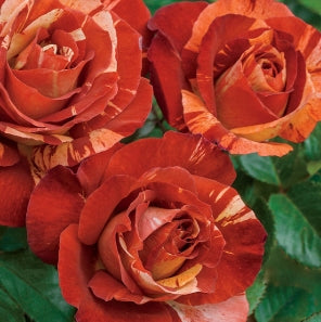 Rosa climb. 'Tropical Lightning' PPAF (orange)