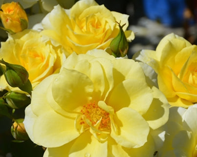 Rosa climb. 'Sky's The Limit™'
