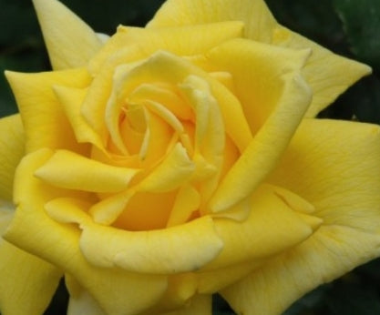 Rosa climb. 'Royal Gold' (yellow)