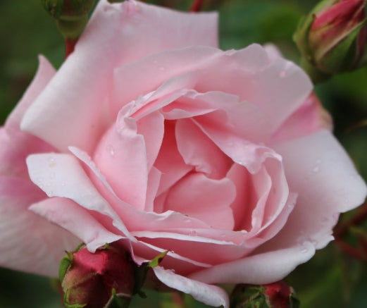 Rosa climb. 'New Dawn' (pink)