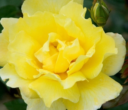 Rosa climb. 'Golden Showers' (yellow)