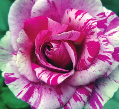 Rosa climb. 'Fly sSo High'™ PPAF (pink-white)