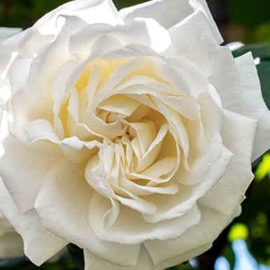 Rosa climb. 'Cloud 10' ™ (white)