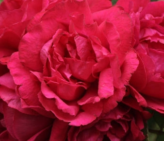 Rosa climb. 'Blaze' (red)