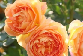 Rosa David Austin® 'Lady of Shallott' (salmon pink)