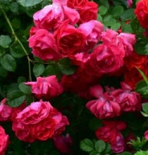 Rosa climb. 'Blaze Improved' (red)