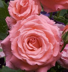 Rosa climb. 'America' (coral pink)