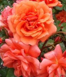 Rosa climb. 'Above All' ™ PPAF (salmon)