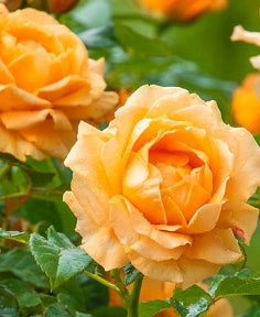 Rosa cl. 'Golden Opportunity' ™ (orange)