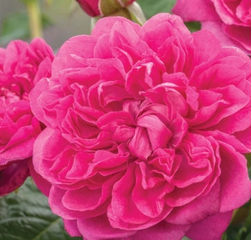 Rosa David Austin® 'James L Austin' (deep pink)