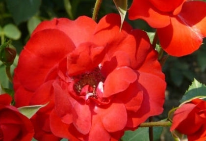 Rosa 'Sevillana'®