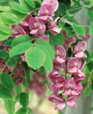 Robinia pseud. 'Purple Robe'