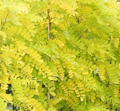 Robinia pseud. 'Frisia'