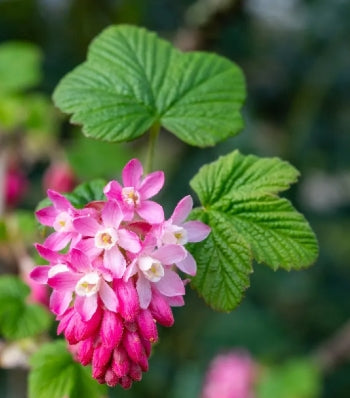 Ribes sanguineum