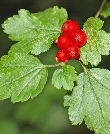 Ribes alpinum