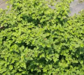 Ribes a. 'Green Mound'