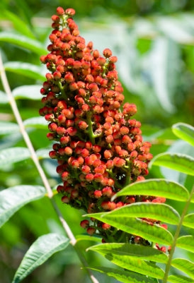 Rhus typhina