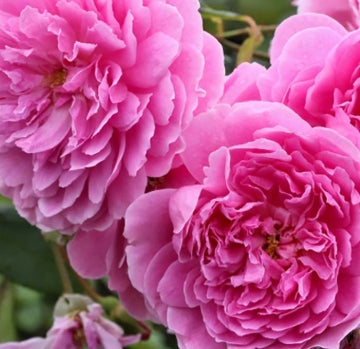 Rosa David Austin® 'Harlow Carr' ™ (pink)