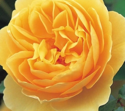 Rosa David Austin® 'Graham Thomas'® (gold)