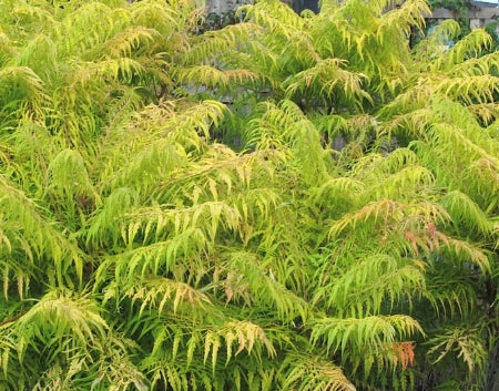 Rhus ty. FIRST EDITIONS® TIGER EYES® PP16185