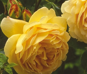Rosa David Austin® 'Golden Celebration' PP8688 (yellow)