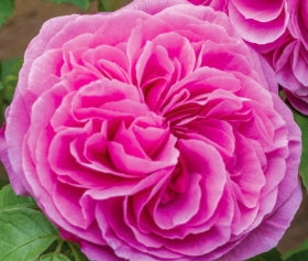 Rosa David Austin® 'Gertrude Jekyll' ® PP7220 (pink)
