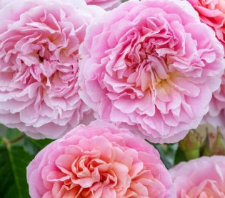 Rosa David Austin® 'Eustacia Vye' (pink)