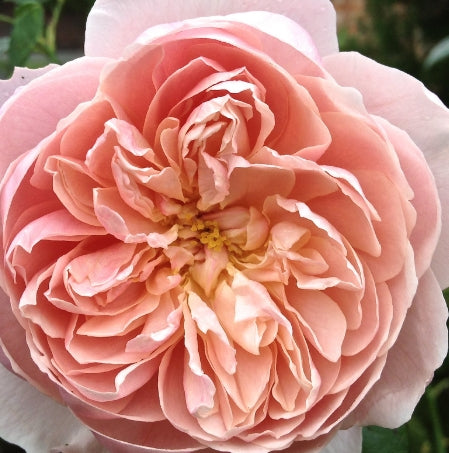 Rosa David Austin® 'Evelyn' (apricot)