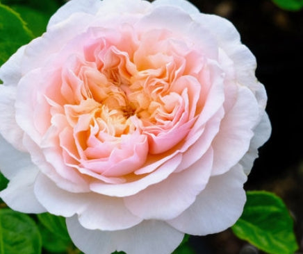 Rosa David Austin® 'EMILY BRONTE'