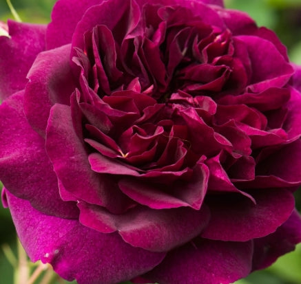 Rosa David Austin® 'Darcey Bussell' (red)