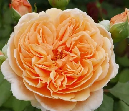 Rosa David Austin® 'Crown Princess Margareta'® (apricot)