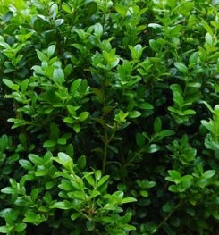 Buxus m. 'Little Missy' PP24703