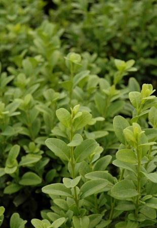 Buxus m. k. 'Julia Jane'