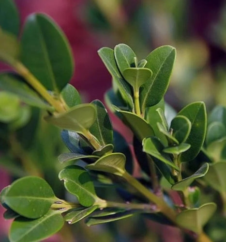Buxus m. k. 'Wintergreen'