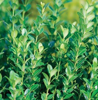 Buxus microphylla 'Gregem' Baby Gem™ PP21159