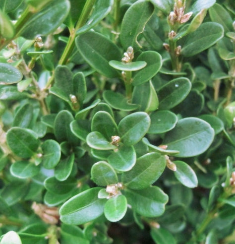 Buxus microphylla 'John Baldwin'