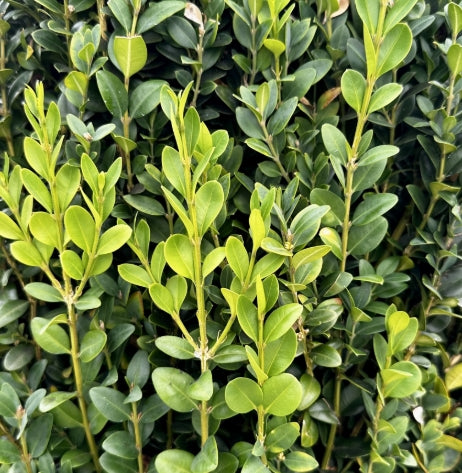 Buxus s. 'Dee Runk' (BBP)