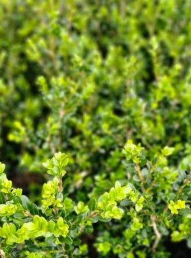 Buxus s. 'Fastigiata' (BBP)