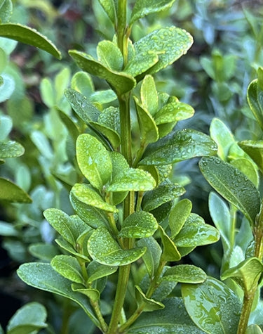 Buxus s. 'Graham Blandy'