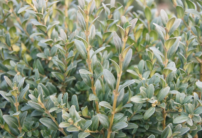 Buxus s. 'Newport Blue'