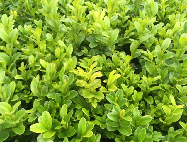 Buxus sempervirens