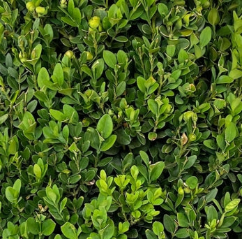 Buxus sempervirens, Globe