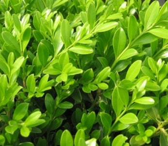 Buxus x 'Alice'