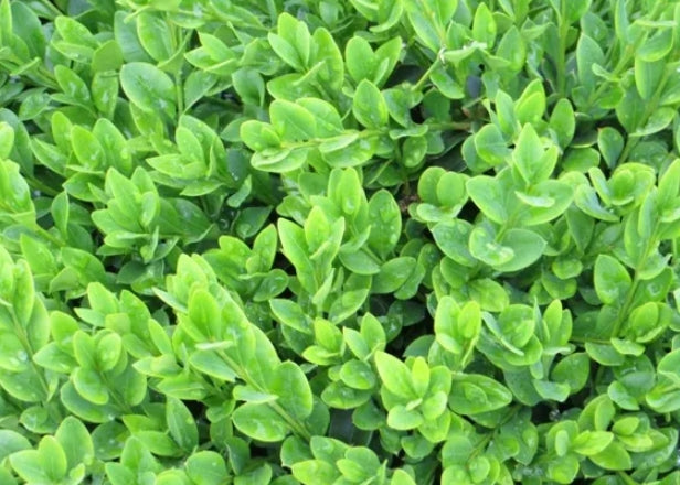 Buxus x 'Chicagoland Green'®