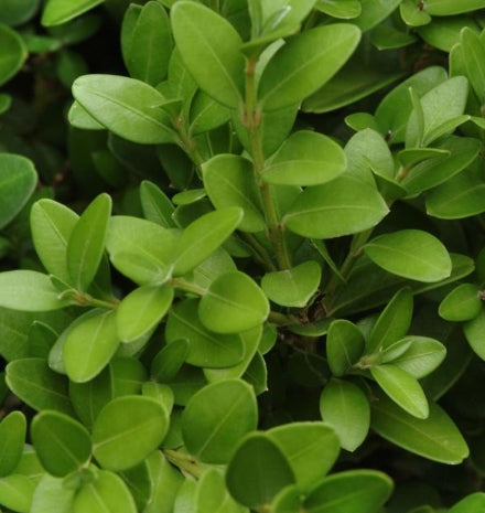 Buxus x 'Green Ice'®