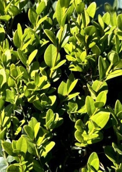 Buxus x 'Green Mountain', Globe