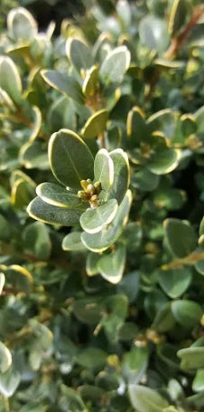 Buxus x 'Green Velvet', Globe (BBP)
