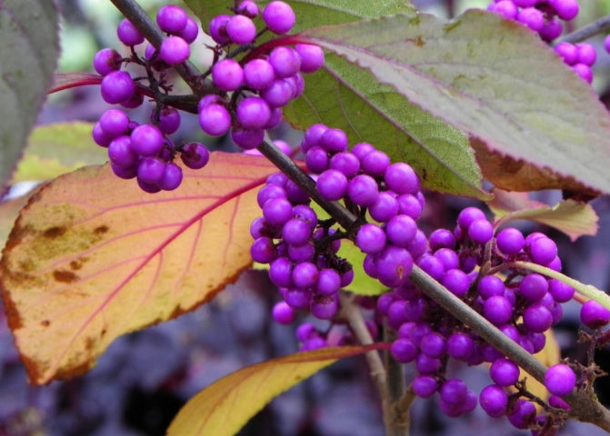 Callicarpa bodinieri 'Profusion'